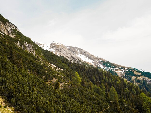 Majestätische Alpen im Sommer mit grünen Bäumen und schneebedeckten Gipfeln