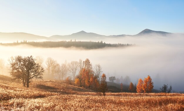 Majestätische Landschaft mit Herbstbäumen im nebligen Wald. Karpaten, Ukraine, Europa. Schönheitswelt.