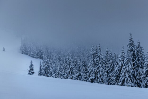 Majestätische Winterlandschaft, Kiefernwald mit schneebedeckten Bäumen. Eine dramatische Szene mit niedrigen schwarzen Wolken, eine Ruhe vor dem Sturm