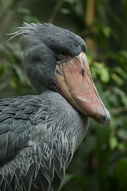 Majestätischer prähistorischer schuhschnabelvogel