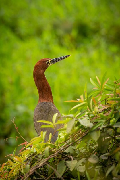 Majestätischer und farbenfroher Vogel im Naturlebensraum Vögel des nördlichen Pantanal, wildes Brasilien, brasilianische Wildtiere voller grüner Dschungel, südamerikanische Natur und Wildnis