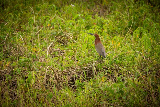 Majestätischer und farbenfroher Vogel im Naturlebensraum Vögel des nördlichen Pantanal, wildes Brasilien, brasilianische Wildtiere voller grüner Dschungel, südamerikanische Natur und Wildnis