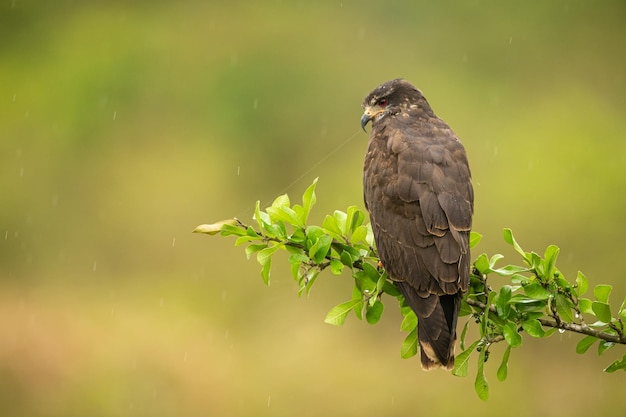 Majestätischer und farbenfroher vogel im naturlebensraum vögel des nördlichen pantanal, wildes brasilien, brasilianische wildtiere voller grüner dschungel, südamerikanische natur und wildnis