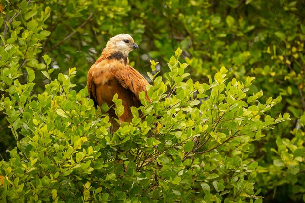 Majestätischer und farbenfroher Vogel im Naturlebensraum Vögel des nördlichen Pantanal, wildes Brasilien, brasilianische Wildtiere voller grüner Dschungel, südamerikanische Natur und Wildnis