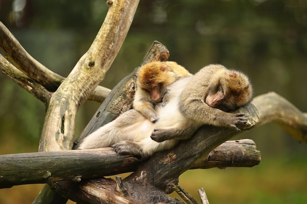 Kostenloses Foto makaken-affen in der natur