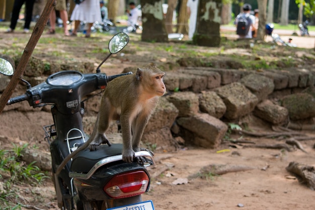 Kostenloses Foto makakenaffe auf einem motorrad