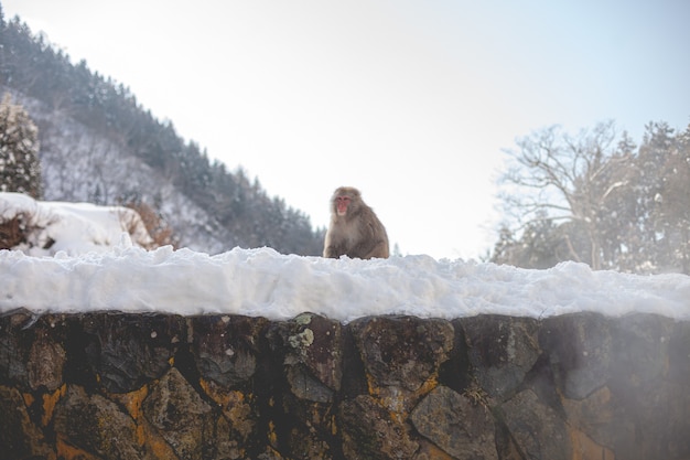 Makakenaffe, der auf einem schneebedeckten Hügel steht