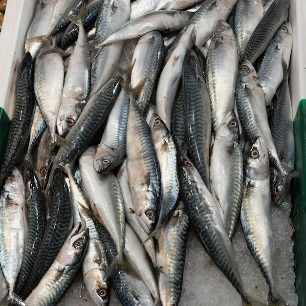 Makrelen auf Fischstall auf dem Markt von Sanarysurmer