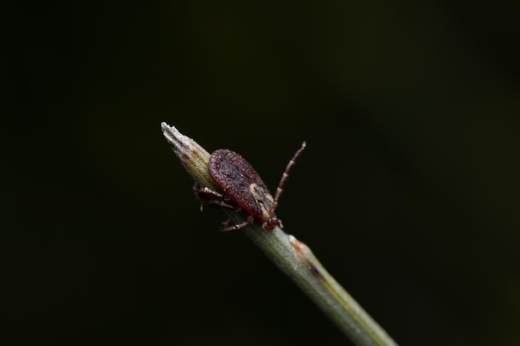 Kostenlose Foto makro-close-up einer milbe auf einem blütenstamm