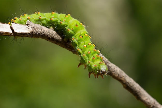 Makro der Raupe von Saturnia pavonia, auch als Kaisermotte bekannt, auf einem Zweig