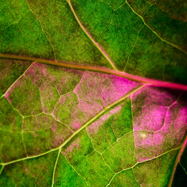 Makro eines grünen Blattes