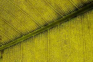 Kostenloses Foto makro eines grünen blattes