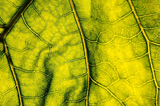Makro eines grünen Blattes
