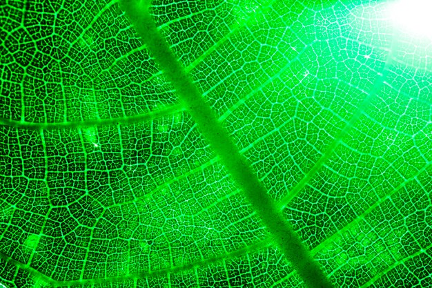 Makro eines grünen Blattes