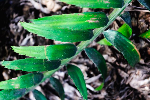 Makro eines grünen tropischen Blattes