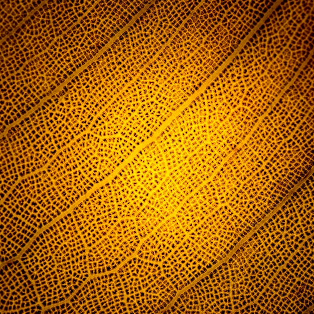 Makro eines orange Blattes