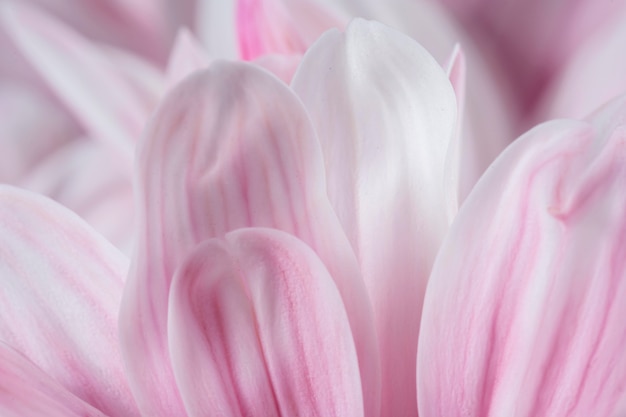 Makro-Natur-Nahaufnahme der rosa Blütenblätter