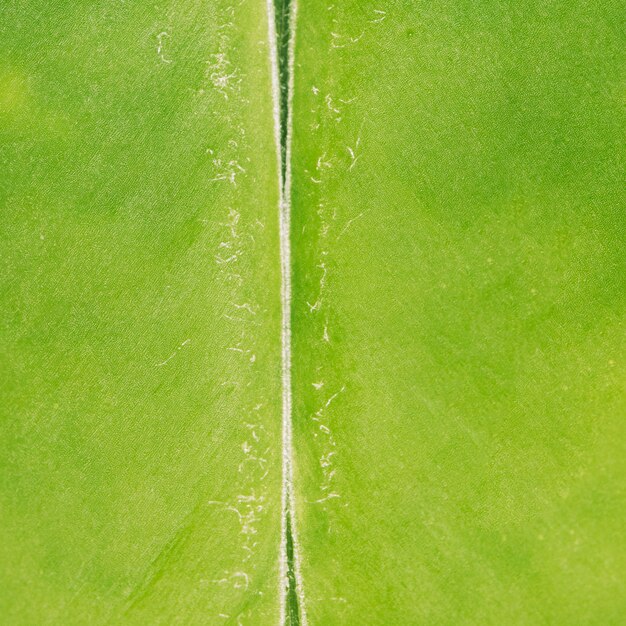 Makro tropische Fruchtbeschaffenheit