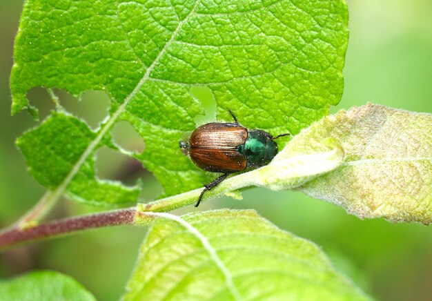 Makroaufnahme des braunen Gartenkäfers auf einem Blatt