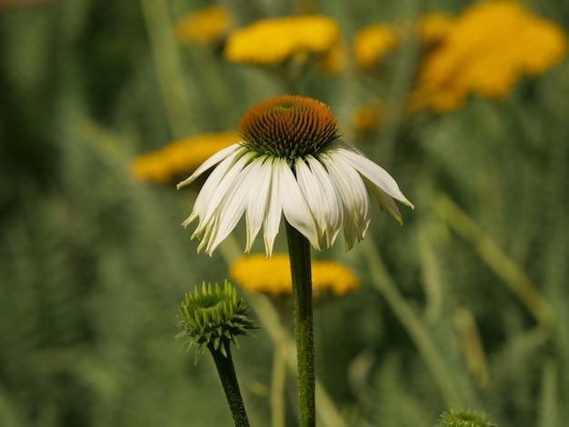 Makroaufnahme einer Echinacea-Blume in der Natur