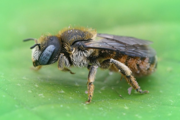 Makroaufnahme einer einsamen Biene der weiblichen Osmia spinulosa auf grünem Blatthintergrund