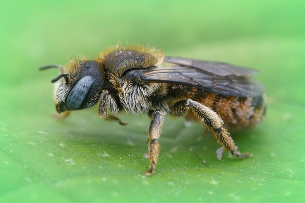 Makroaufnahme einer einsamen Biene der weiblichen Osmia spinulosa auf grünem Blatthintergrund