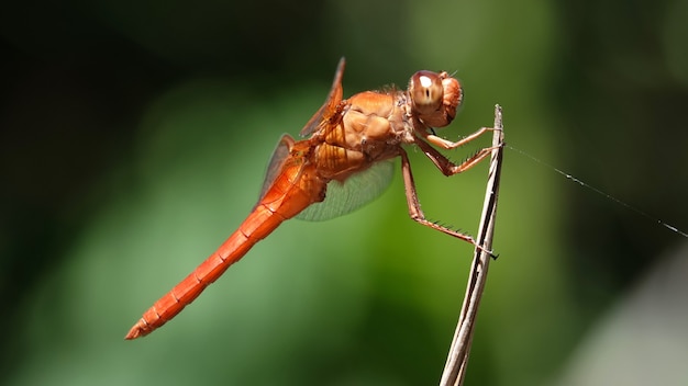 Makroaufnahme einer Flammenskimmerlibelle auf einem Ast