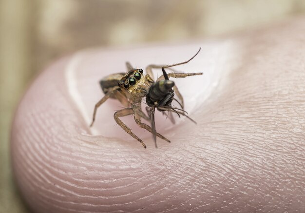 Makroaufnahme einer Grille, die von einer winzigen Spinne am Finger einer Person gefangen wurde