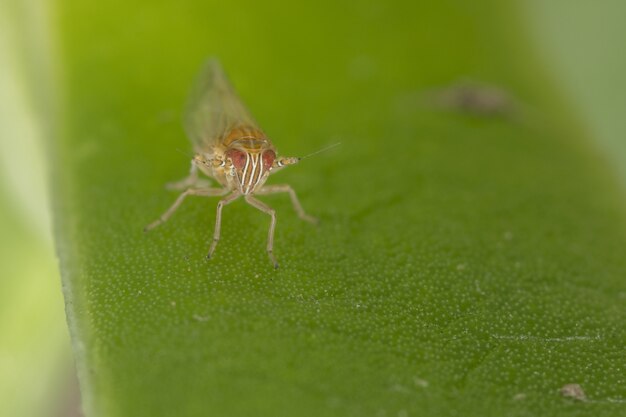 Makroaufnahme einer kleinen Heuschrecke auf einem grünen Blatt
