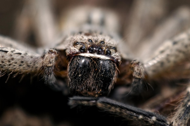 Makroaufnahme einer kleinen Spinne