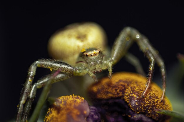 Makroaufnahme einer kleinen Spinne