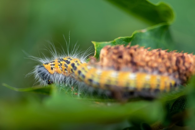 Makroaufnahme einer leuchtend gelben behaarten Raupe, die auf einem grünen Blatt mit verschwommenem Hintergrund kriecht