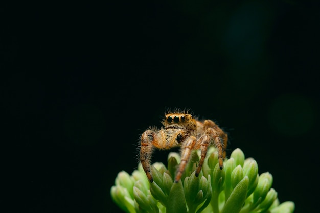 Makroaufnahme einer Spinne auf grüner Pflanze auf schwarzem Hintergrund