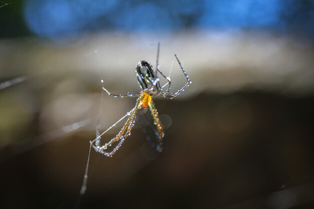 Makroaufnahme einer Spinne, die ihr Netz baut