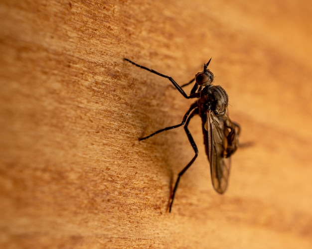 Makroaufnahme einer stabilen Fliege auf einer Holzoberfläche