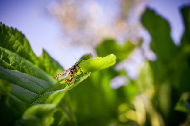 Makroaufnahme eines geflügelten Insekts, das auf einem grünen Blatt sitzt