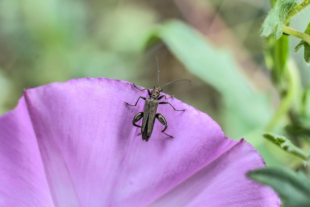 Makroaufnahme eines Insekts auf einer lila Blume