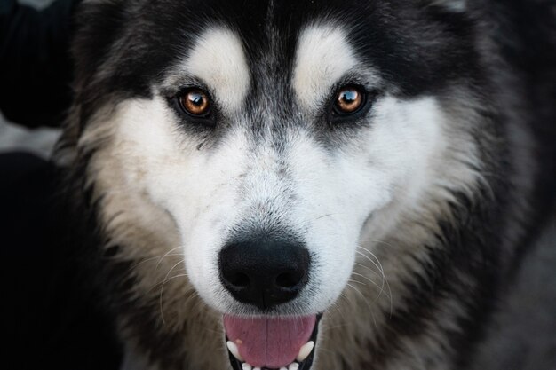 Makroaufnahme eines kanadischen Eskimohundegesichtes, das gerade schaut