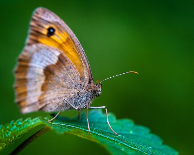 Makroaufnahme eines kleinen Heideschmetterlings auf einem Blatt im Freien