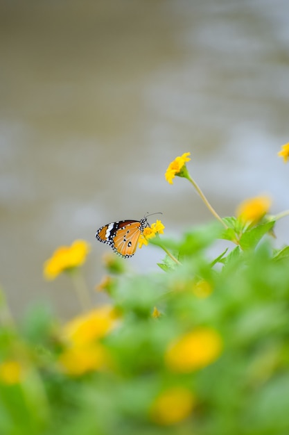 Makroaufnahme eines Monarchfalters auf einer gelben Blume in einem Garten