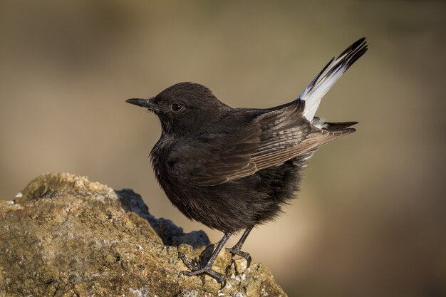 Makroaufnahme eines schwarzen Weizenkehlchens auf einem Felsen