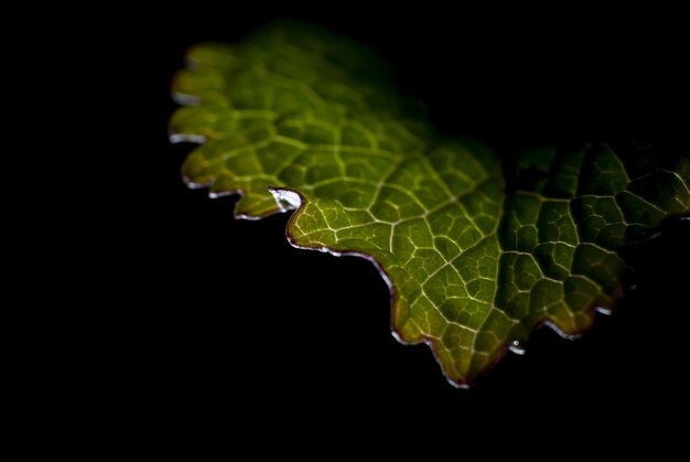 Makrobild eines grünen Blattes unter den Lichtern lokalisiert auf Schwarz