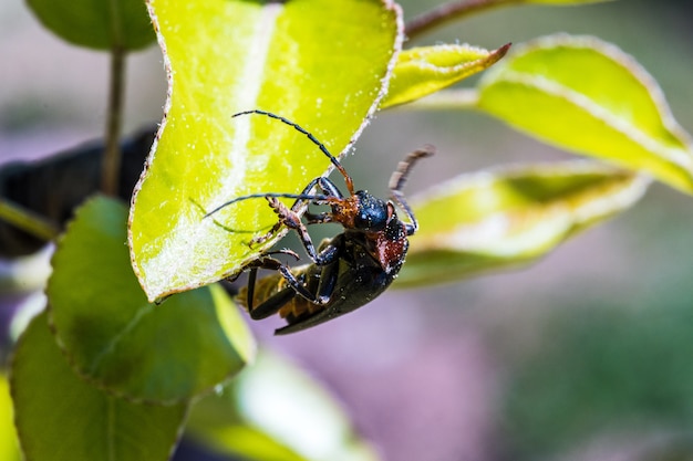 Makrobild eines Käfers auf einer Pflanze unter dem Sonnenlicht