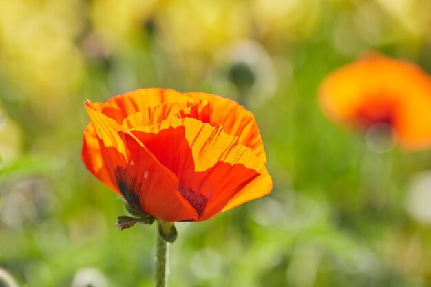 Makrofoto Naturblumen blühende Mohnblumen Hintergrundtextur von roten Mohnblumen