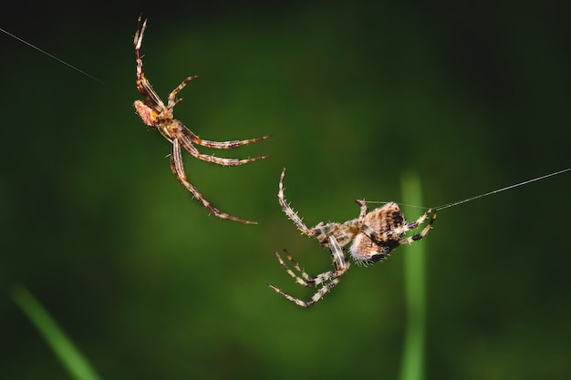 Makrofoto von zwei spinnen