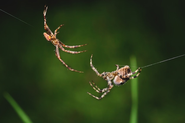 Makrofoto von zwei Spinnen
