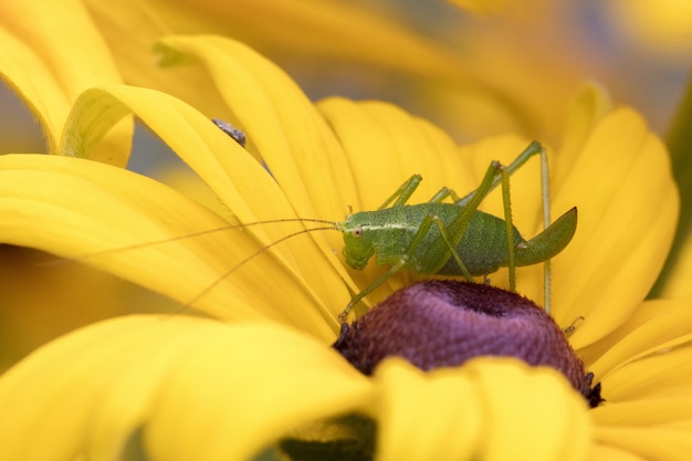 Makrofotografie einer grünen Heuschrecke, die auf einer gelben Blume sitzt