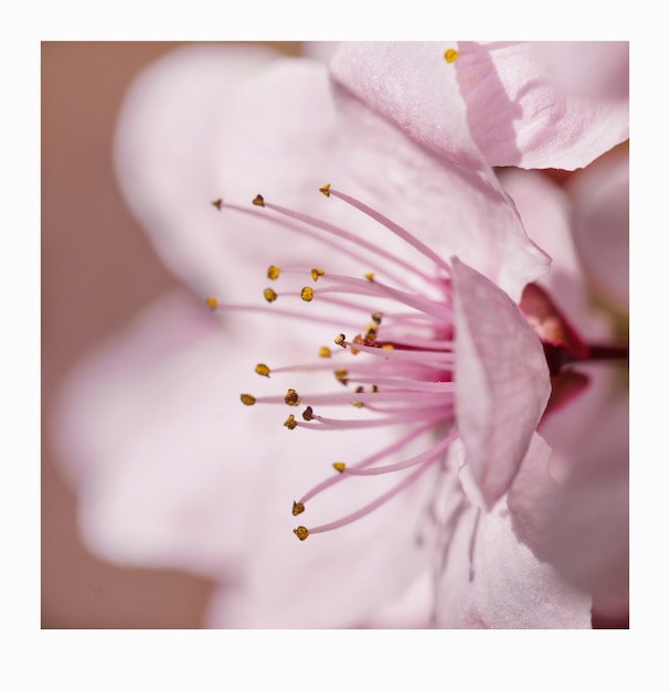 Makrofotografie einer hellrosa Kirschblüte an einem schönen Frühlingstag