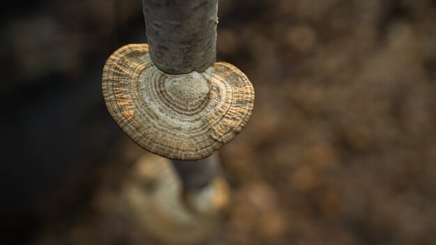 Makrofotografie schoss von einem Stück geschnittenem Holz