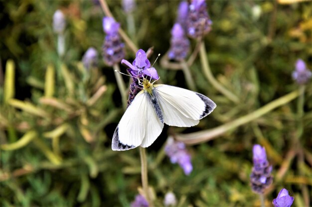 Makrofotografieaufnahme eines weißen Schmetterlings auf englischen Lavendelblumen